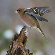 Eurasian Chaffinch