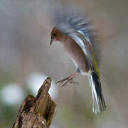 Eurasian Chaffinch