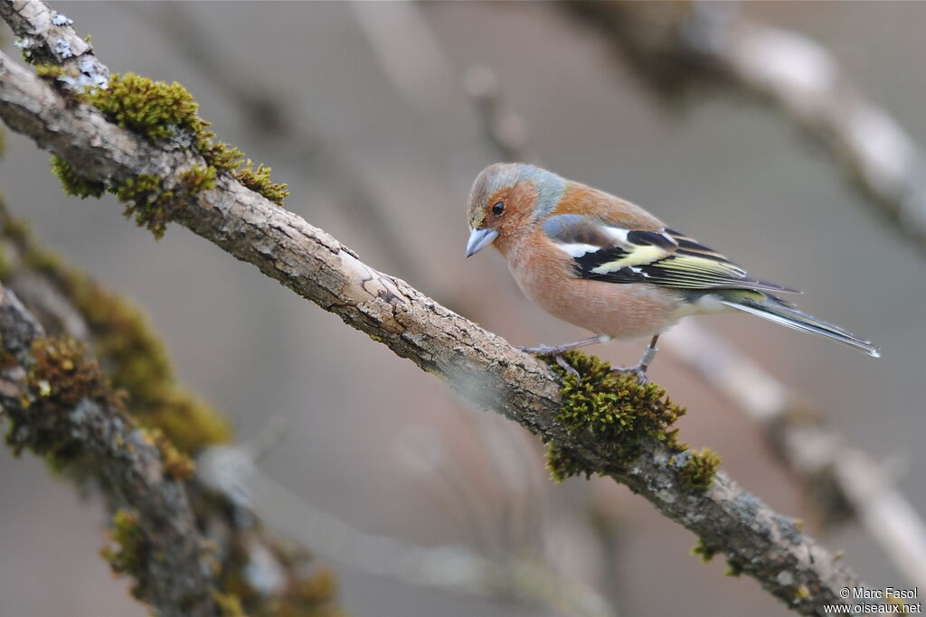 Common Chaffinch male adult breeding, identification