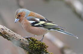 Common Chaffinch