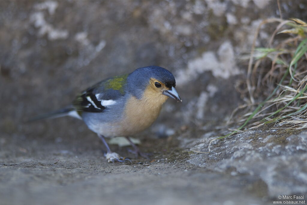 Eurasian Chaffinch male adult breeding, identification