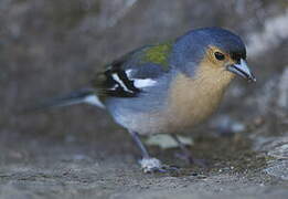 Common Chaffinch