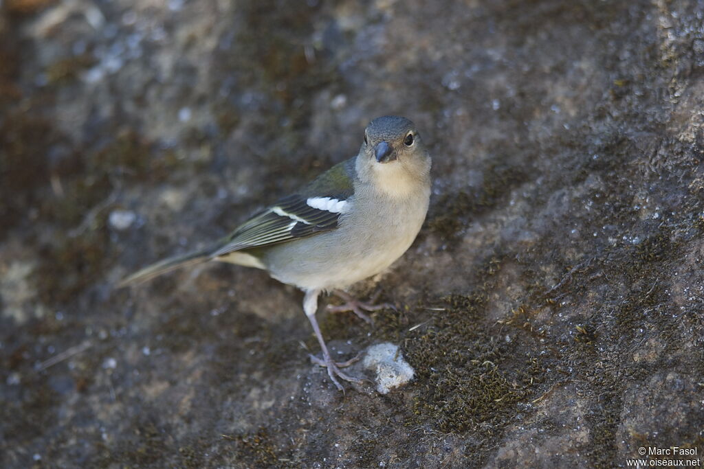 Pinson des arbresadulte nuptial, identification