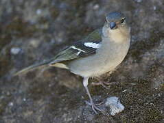 Eurasian Chaffinch