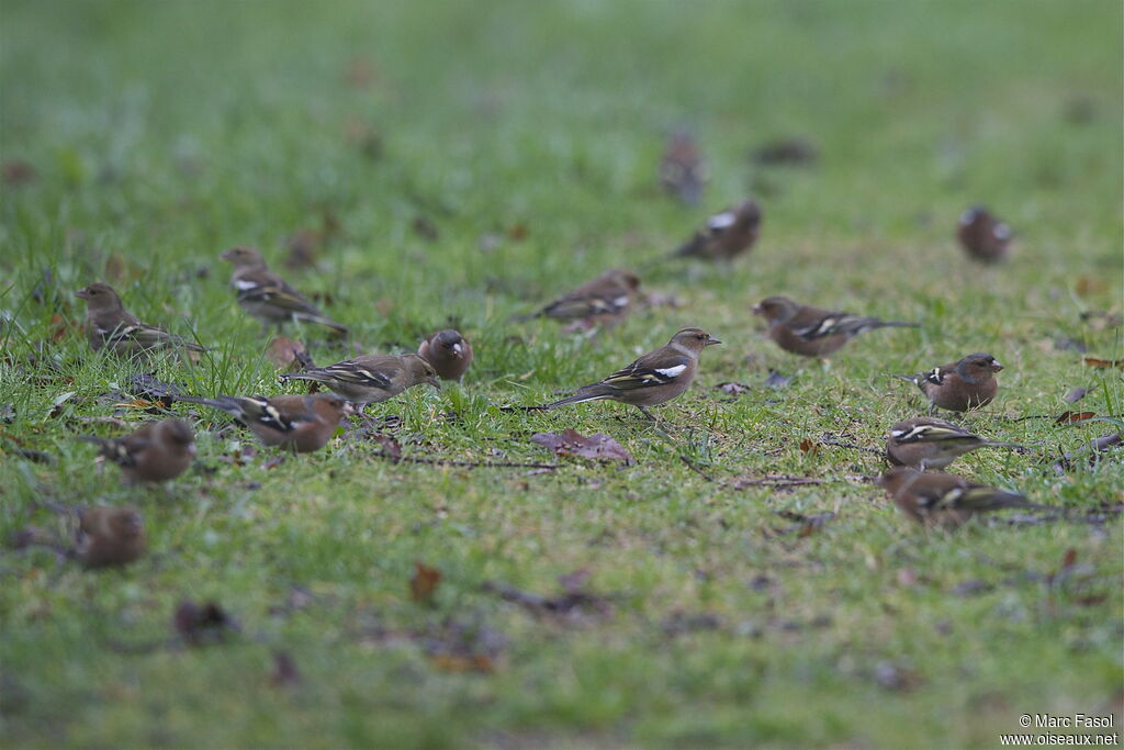 Common Chaffinch, identification, feeding habits, Behaviour