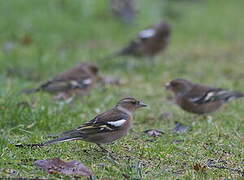 Eurasian Chaffinch