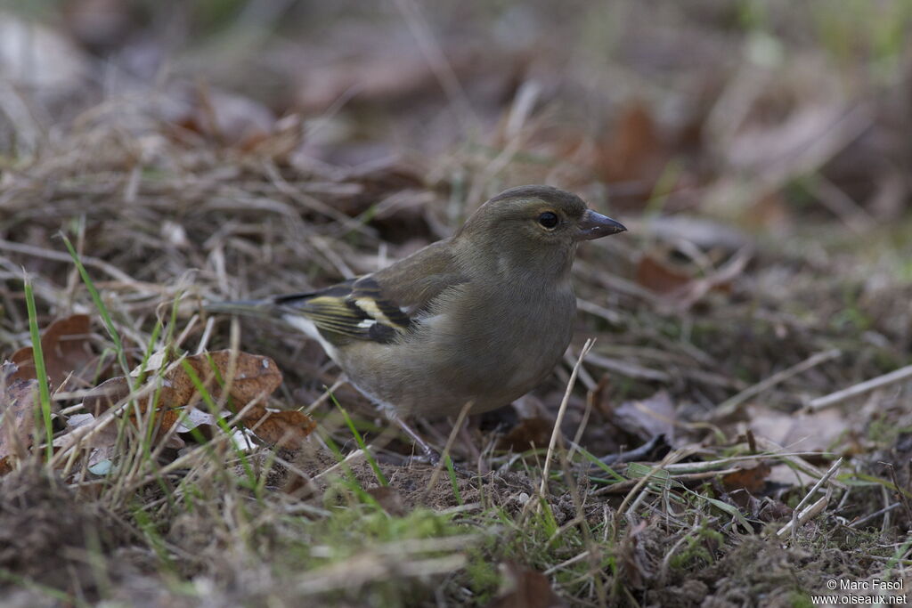 Pinson des arbres femelle adulte, identification, régime