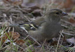 Eurasian Chaffinch