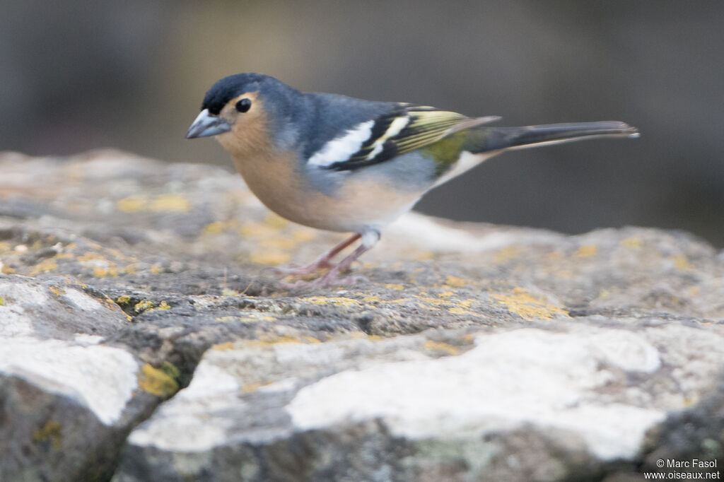 Pinson des Canaries mâle adulte internuptial, identification