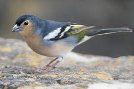 Canary Islands Chaffinch