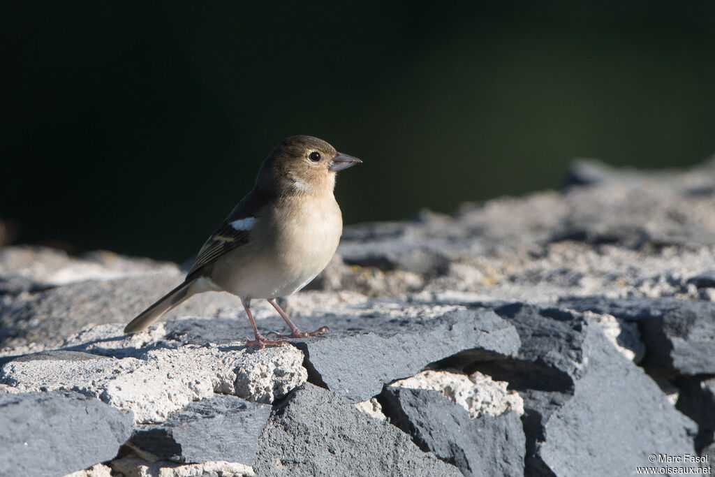 Canary Islands Chaffinch female adult, identification