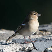 Canary Islands Chaffinch