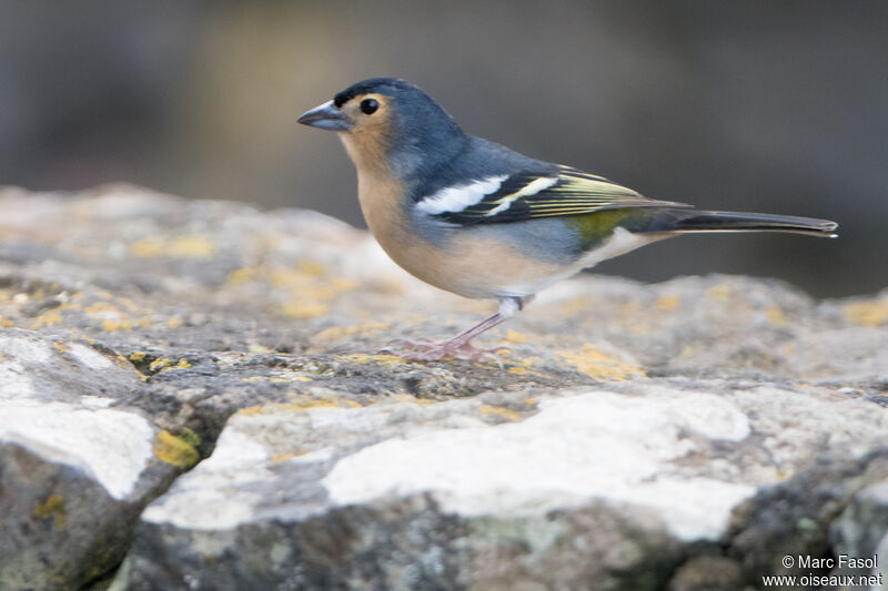 Canary Islands Chaffinch male adult, identification