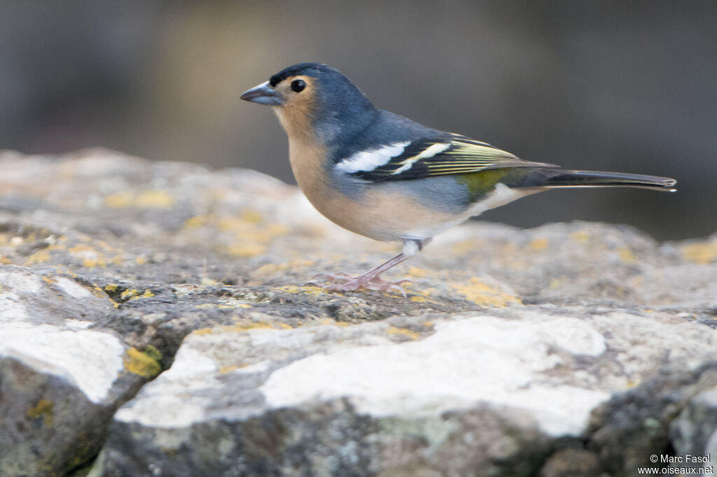 Pinson des Canaries mâle adulte, identification