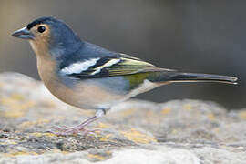 Canary Islands Chaffinch