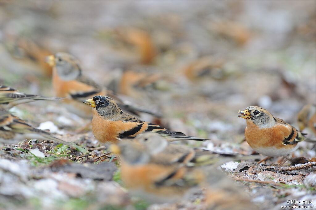 Pinson du Nord mâle, identification, régime, Comportement