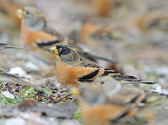 Brambling