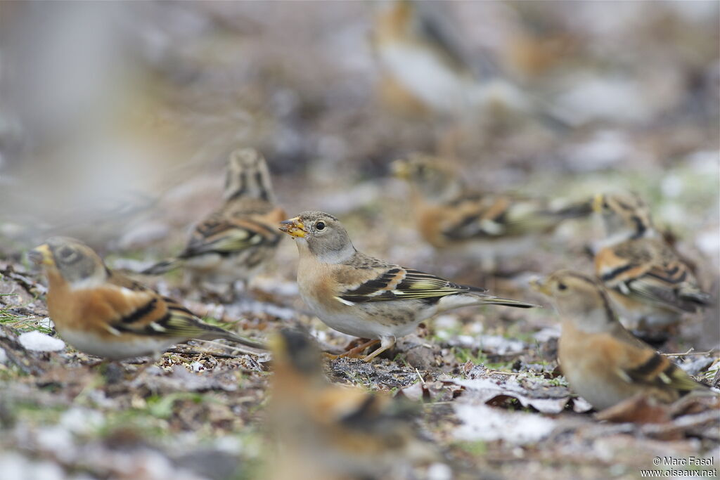 Brambling female, identification, feeding habits, Behaviour