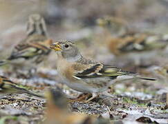 Brambling