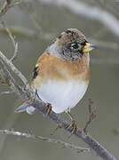 Brambling