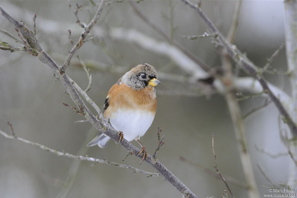 Brambling male adult post breeding, identification