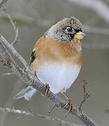 Brambling