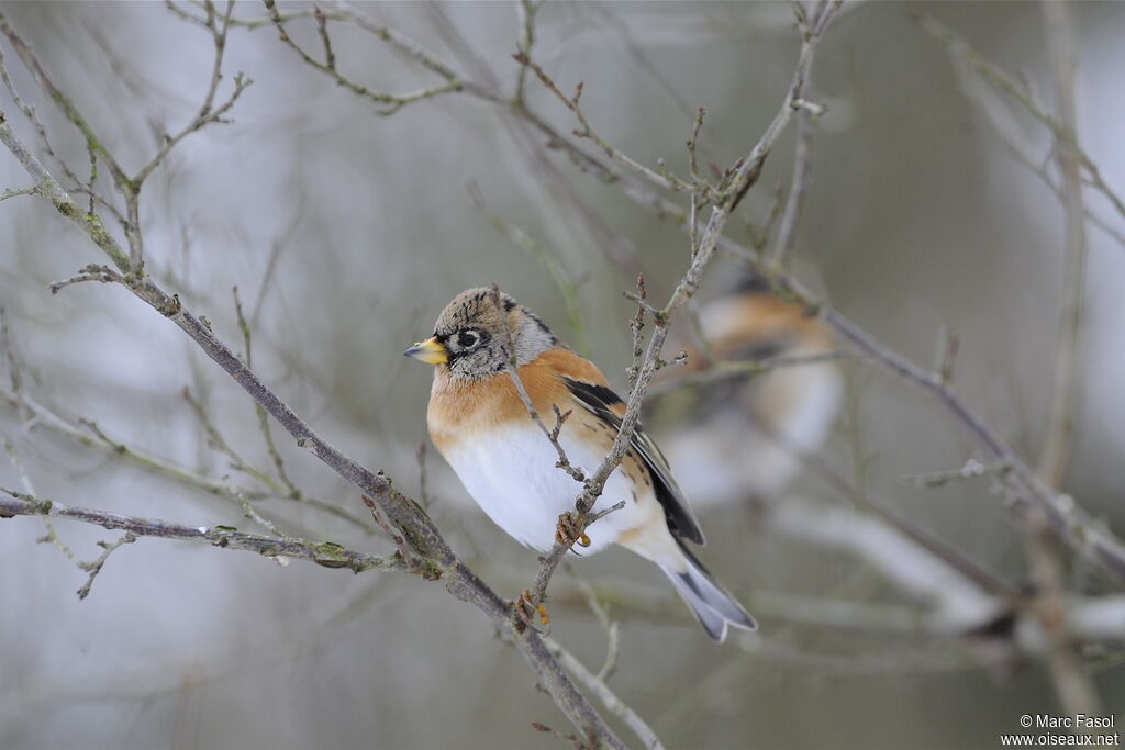 Bramblingadult post breeding, identification