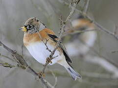 Brambling