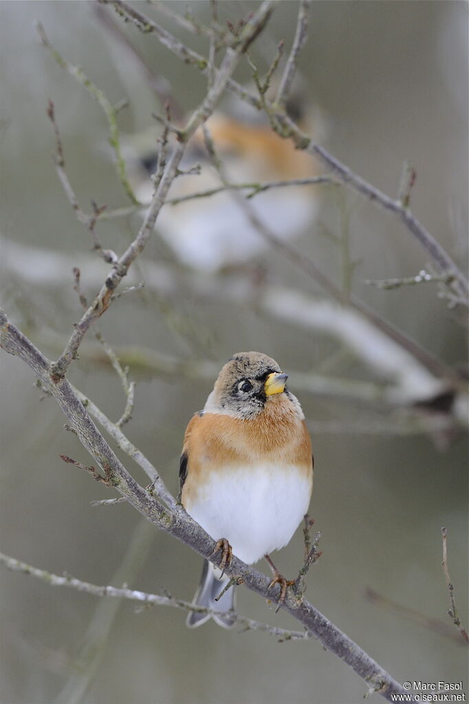 Bramblingadult post breeding, identification