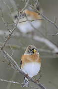 Brambling