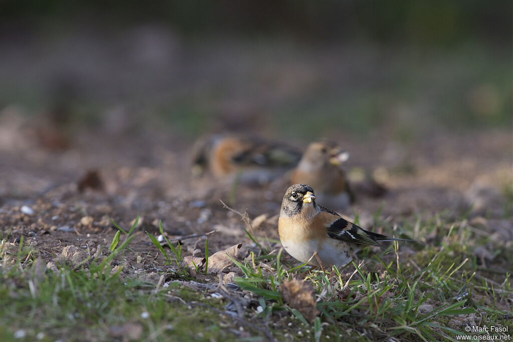 Brambling male adult post breeding, feeding habits, Behaviour