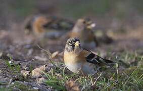 Brambling