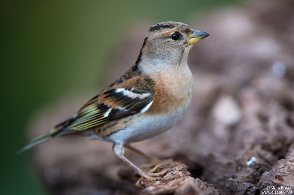 Brambling female adult, identification