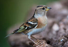 Brambling