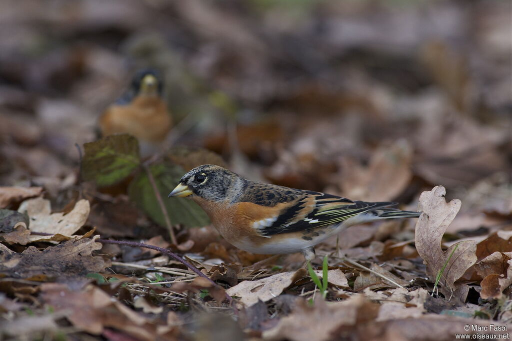 Brambling male adult post breeding, identification, Behaviour