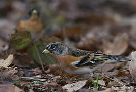 Brambling