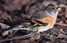 Brambling