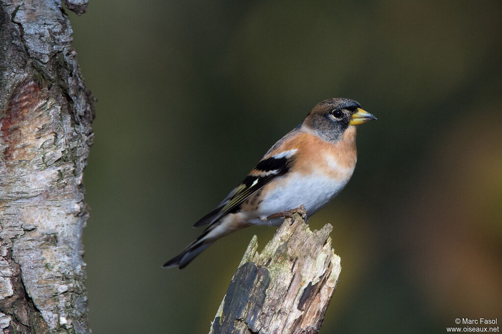 Bramblingadult post breeding, identification