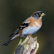 Brambling