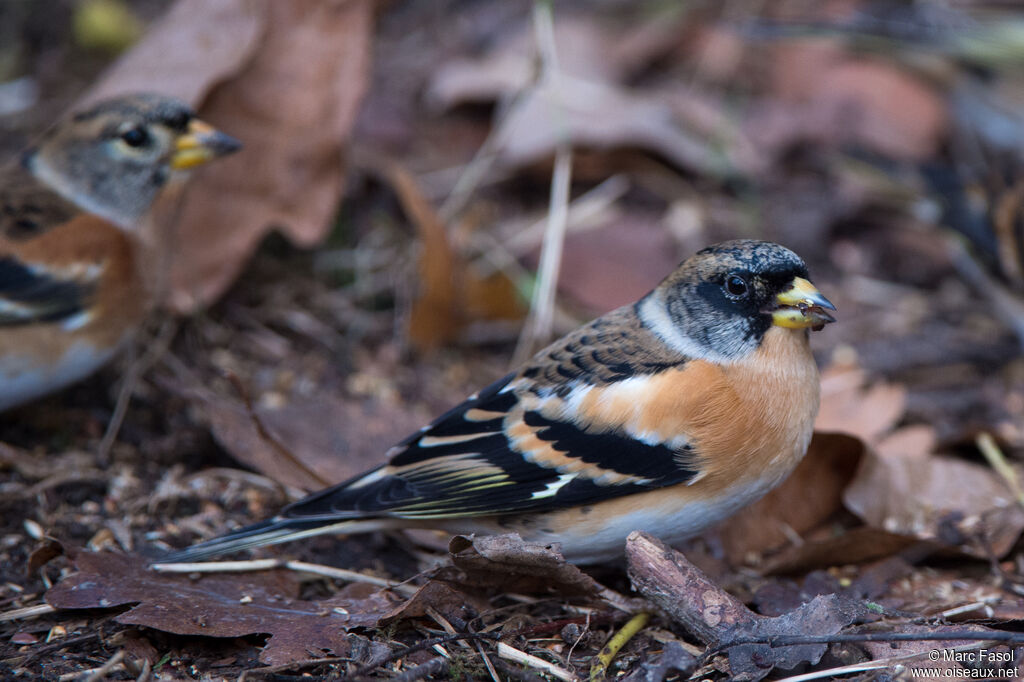 Brambling male adult post breeding, identification