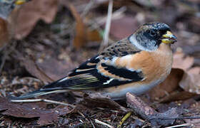 Brambling