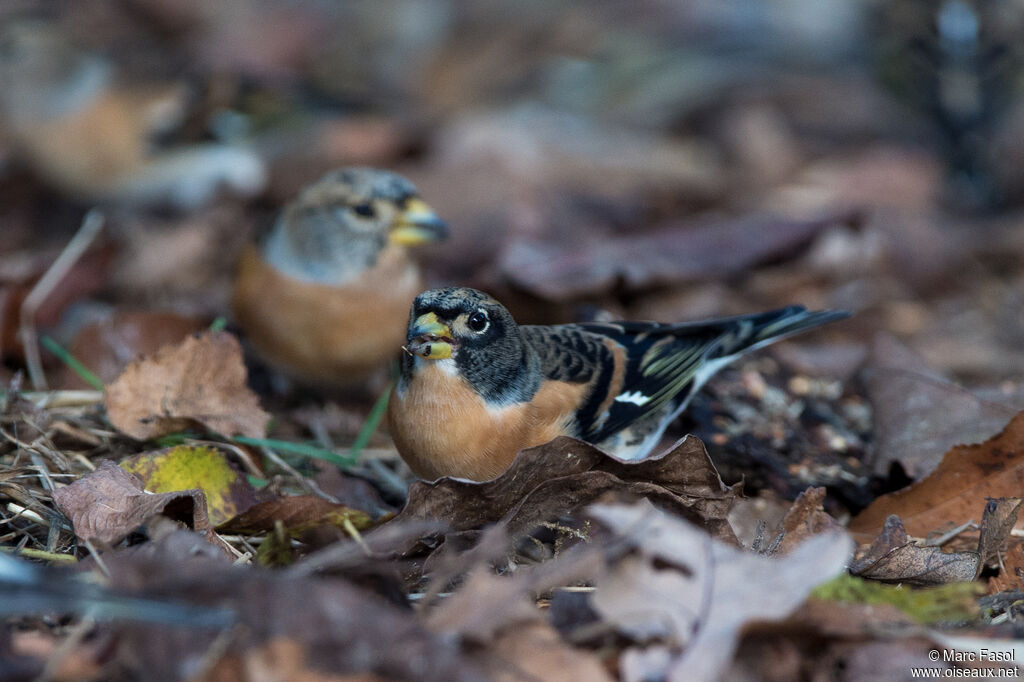 Bramblingadult post breeding, eats