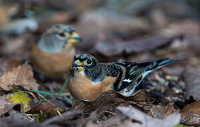 Brambling