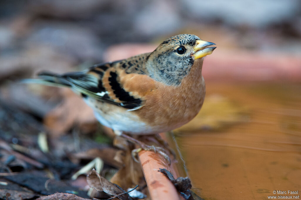 Brambling male adult post breeding, identification, drinks