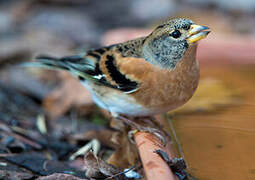 Brambling