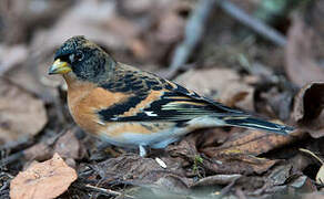 Brambling