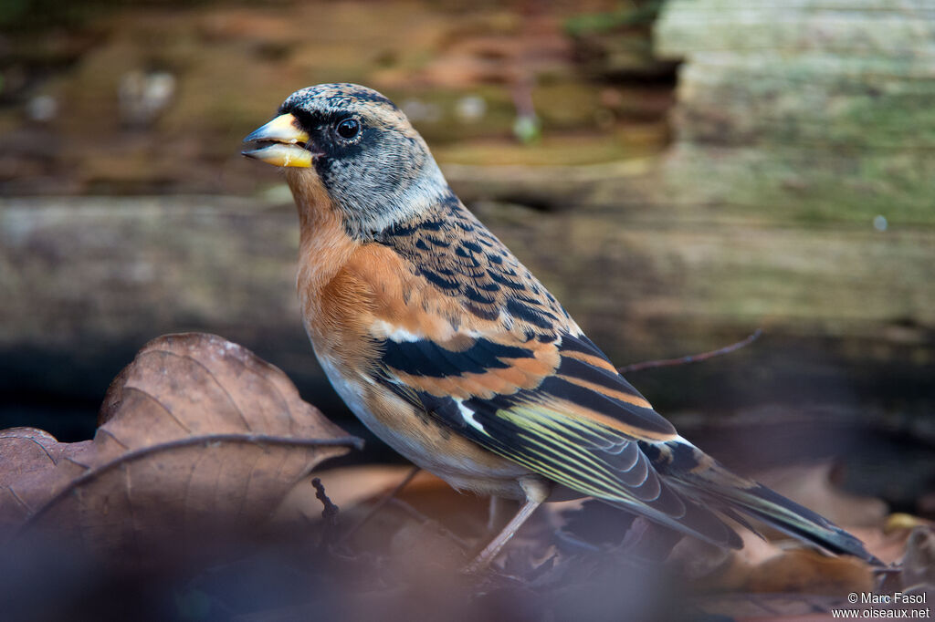 Brambling male adult post breeding, identification, eats