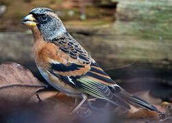 Brambling