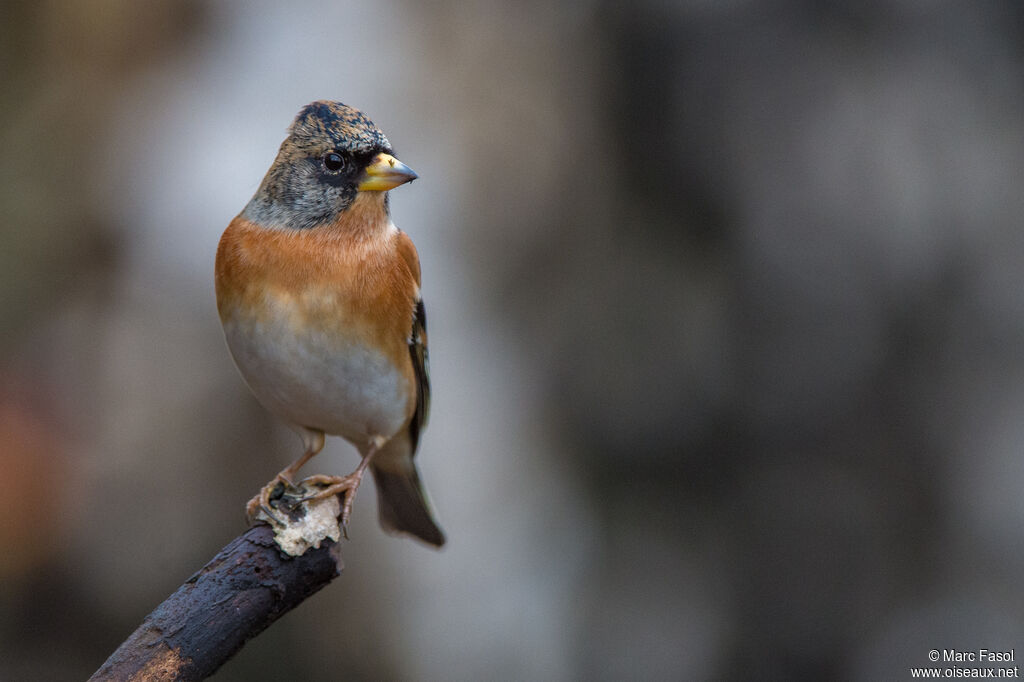 Brambling male adult post breeding, identification