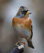 Brambling